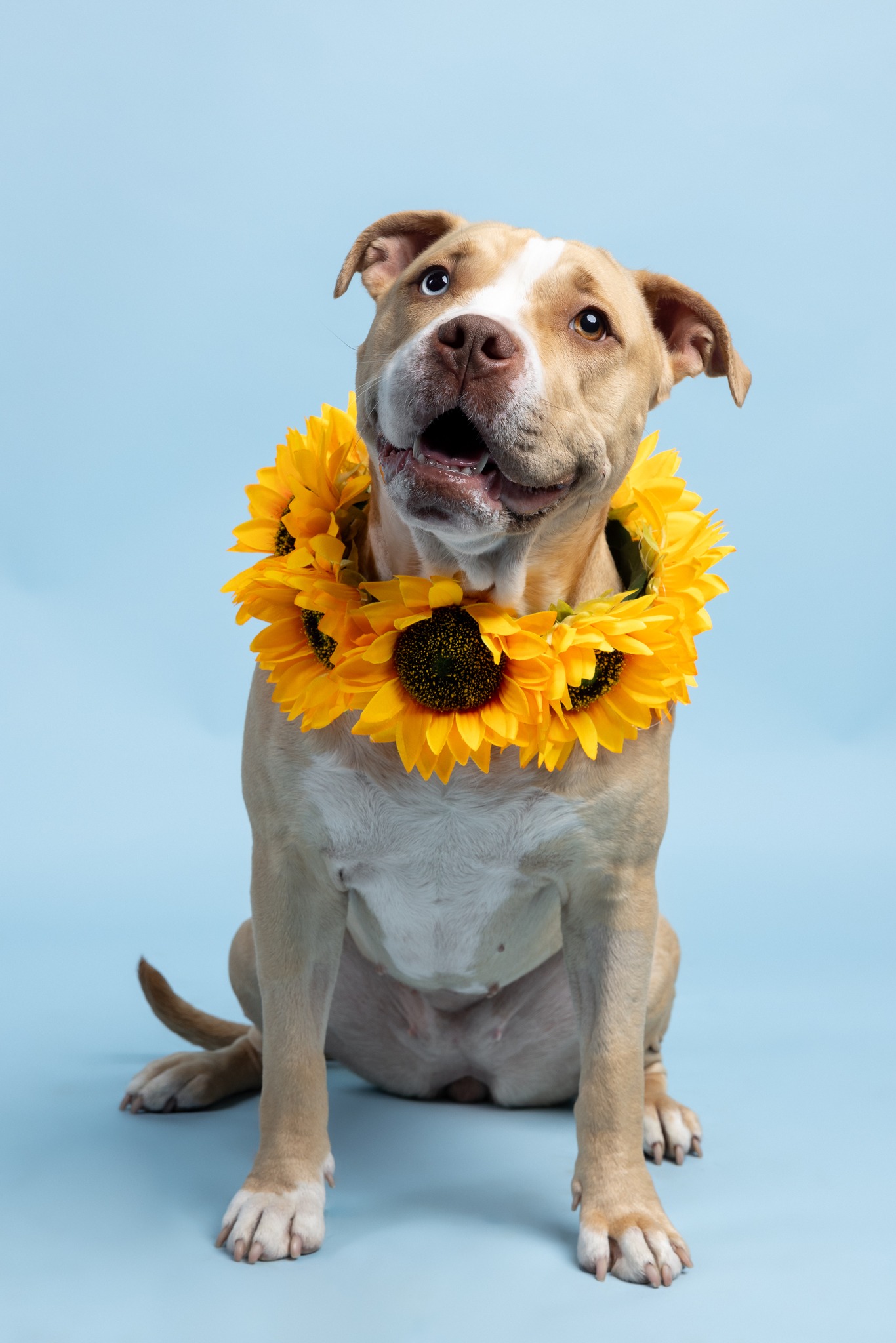 Dog for adoption Carmen, a Pit Bull Terrier Mix in Cleveland, OH