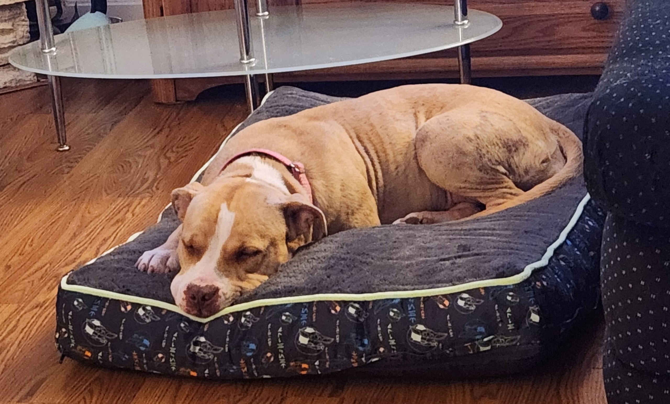 Dog for adoption Carmen, a Pit Bull Terrier Mix in Cleveland, OH