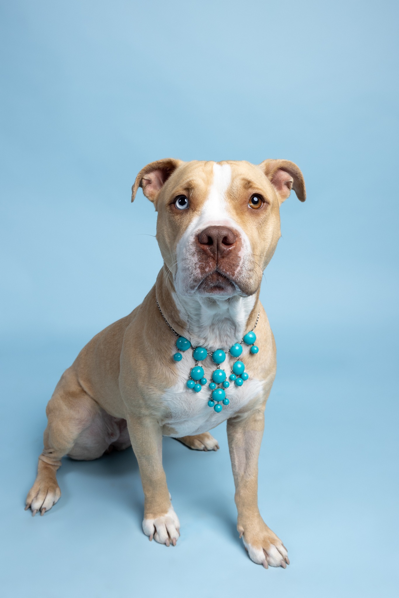 Dog for adoption Carmen, a Pit Bull Terrier Mix in Cleveland, OH