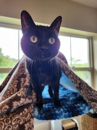 Willow, ADOPTABLE, Adult Female Domestic Short Hair.