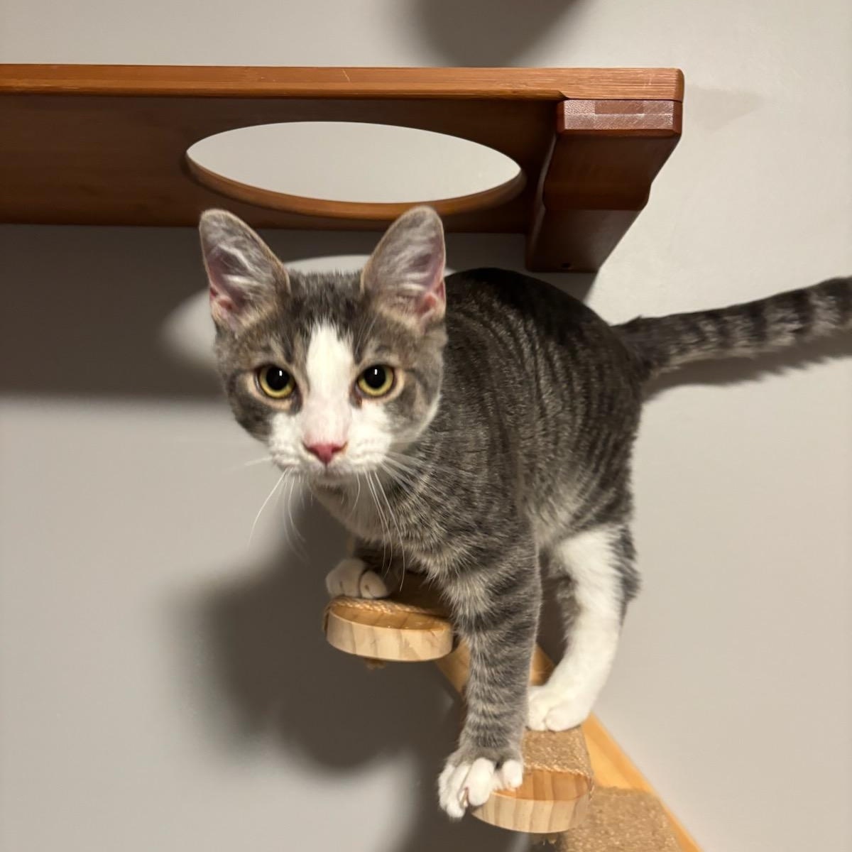 Enlarge Hickory, a Adoptable Domestic Short Hair in Nashville, TN image 1/3