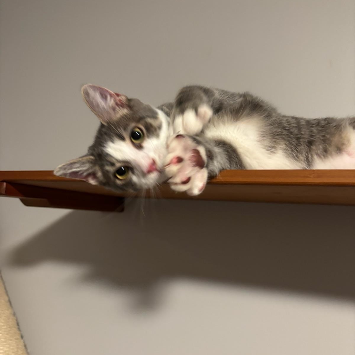 Enlarge Hickory, a Adoptable Domestic Short Hair in Nashville, TN image 2/3