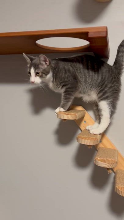 Enlarge Hickory, a Adoptable Domestic Short Hair in Nashville, TN video 3/3