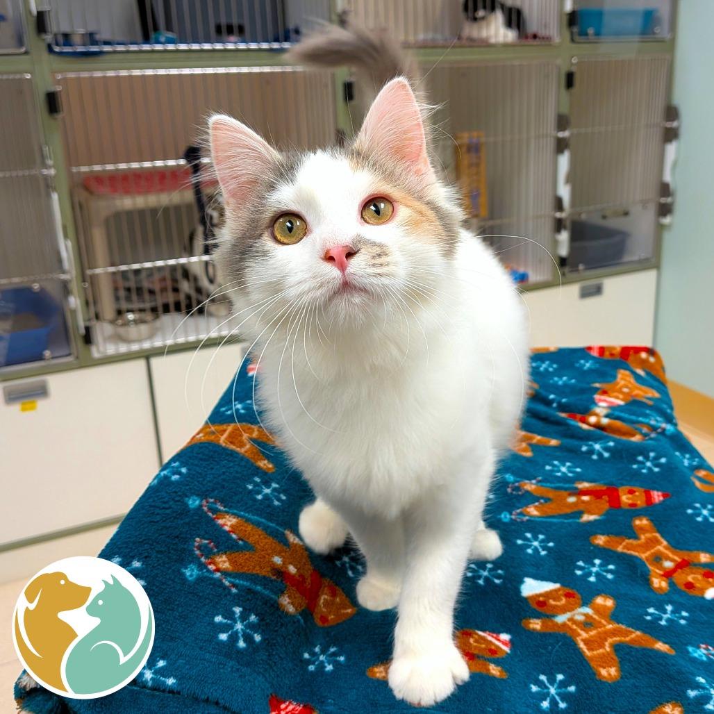 Doofenshmirtz (Bonded), Adoptable, Kitten Female Domestic Short Hair.