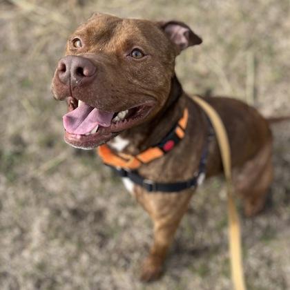 Enlarge Potato, a Adoptable mixed breed in Janesville, WI image 1/3