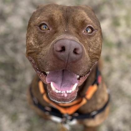 Enlarge Potato, a Adoptable mixed breed in Janesville, WI image 2/3