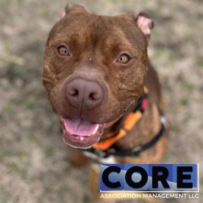 Enlarge Potato, a Adoptable mixed breed in Janesville, WI image 2/3