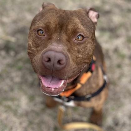 Enlarge Potato, a Adoptable mixed breed in Janesville, WI image 3/3