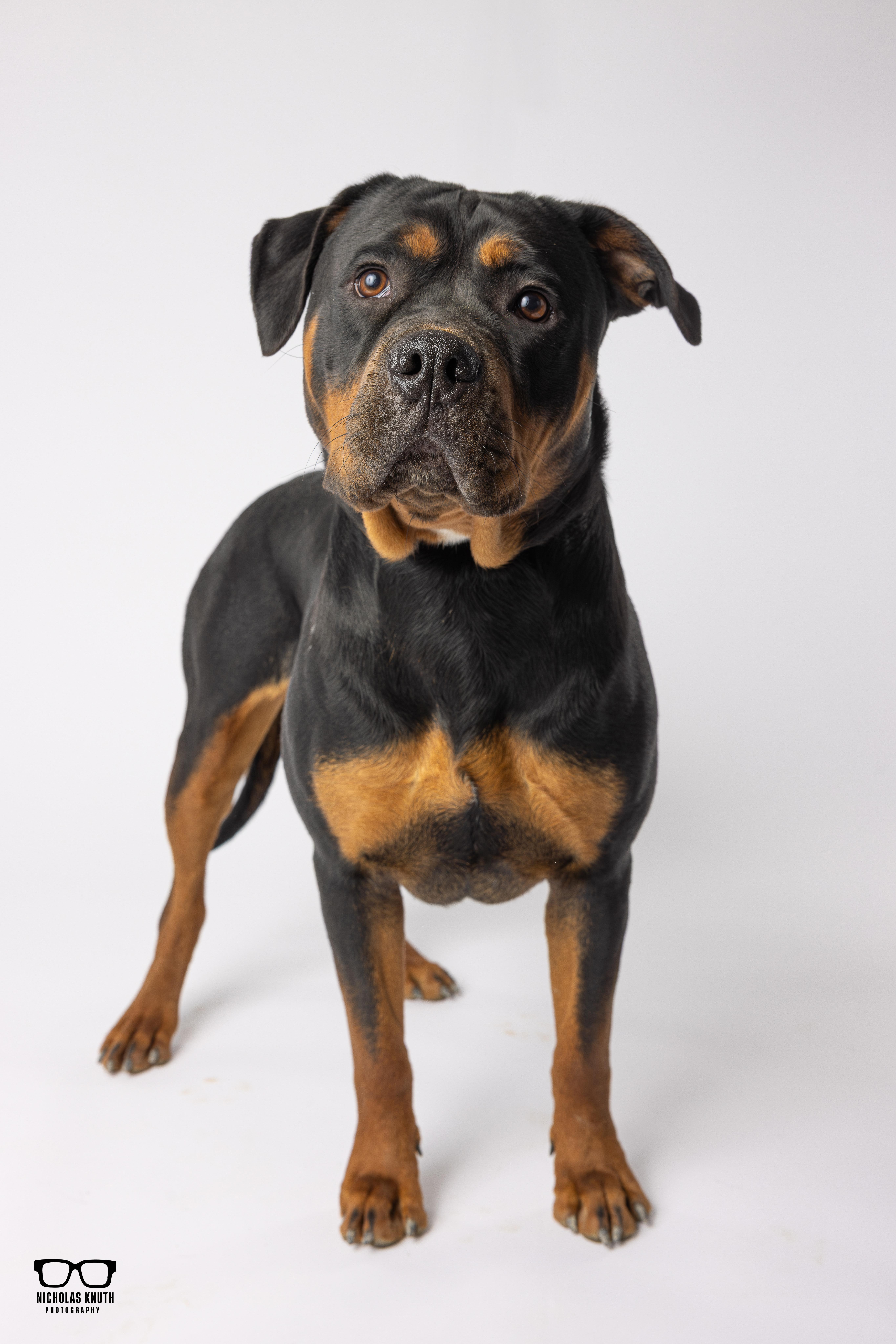 Enlarge Clea, a ADOPTABLE Rottweiler in Palatine, IL image 2/6