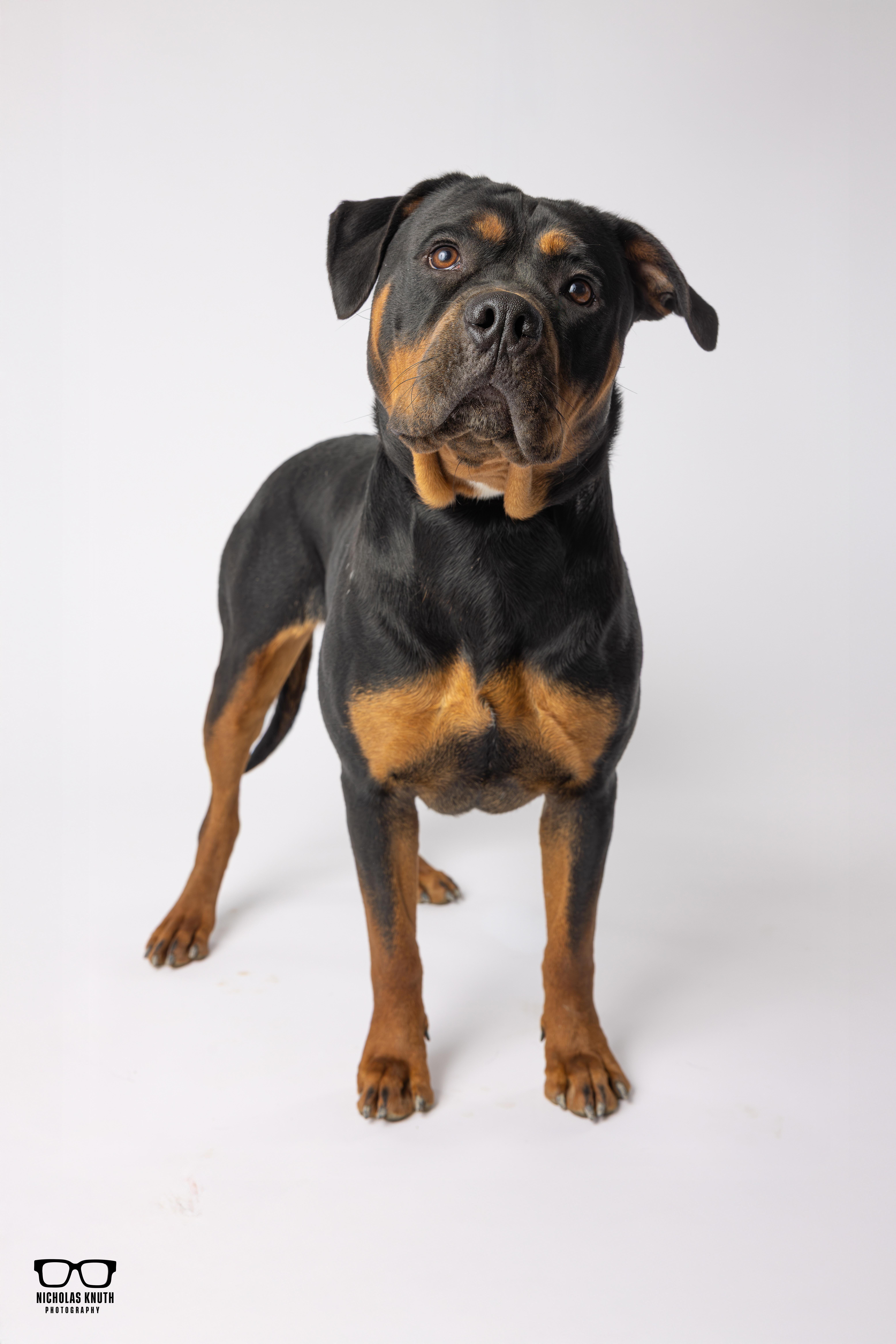 Enlarge Clea, a ADOPTABLE Rottweiler in Palatine, IL image 3/6