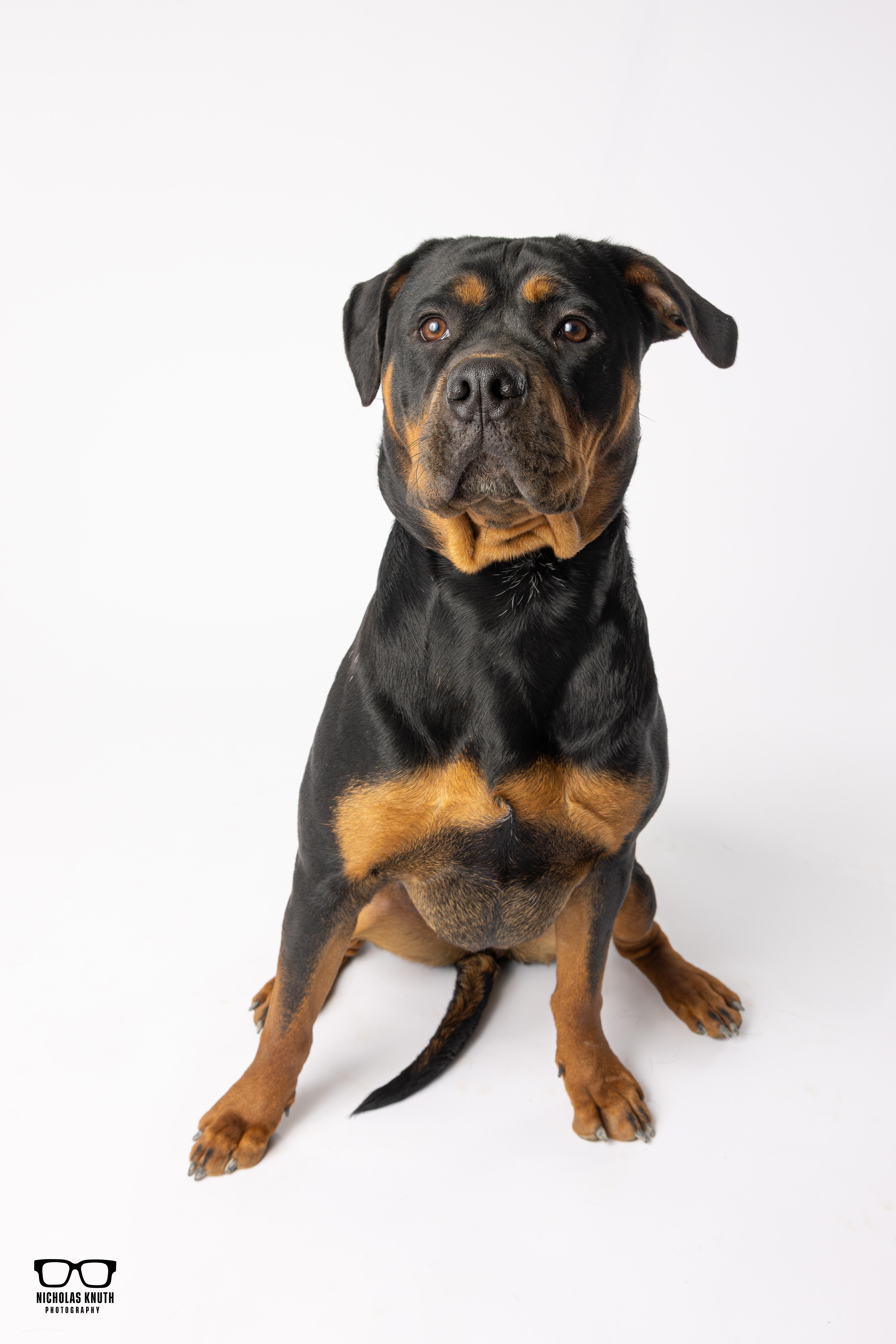 Enlarge Clea, a ADOPTABLE Rottweiler in Palatine, IL image 4/6