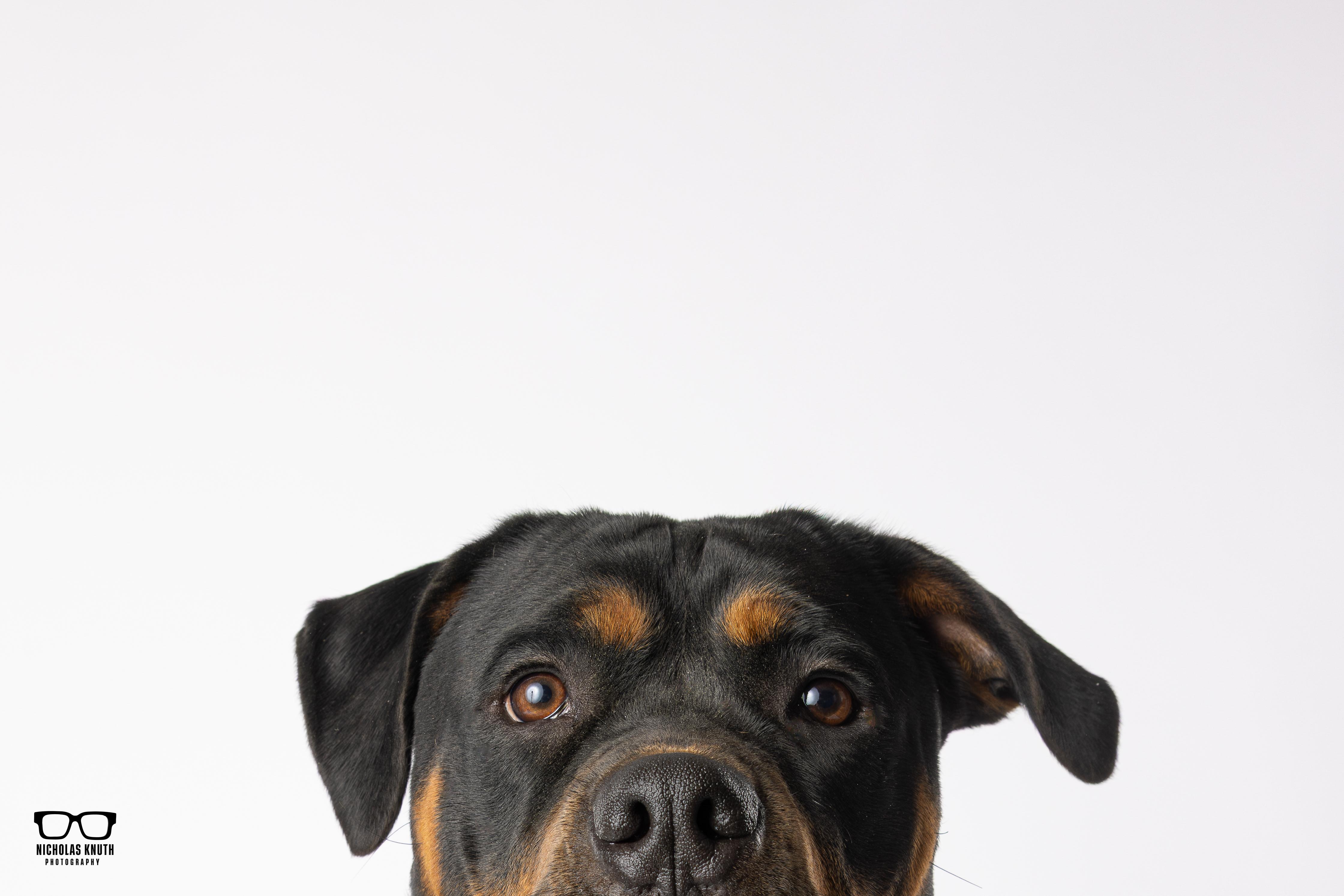 Enlarge Clea, a ADOPTABLE Rottweiler in Palatine, IL image 5/6