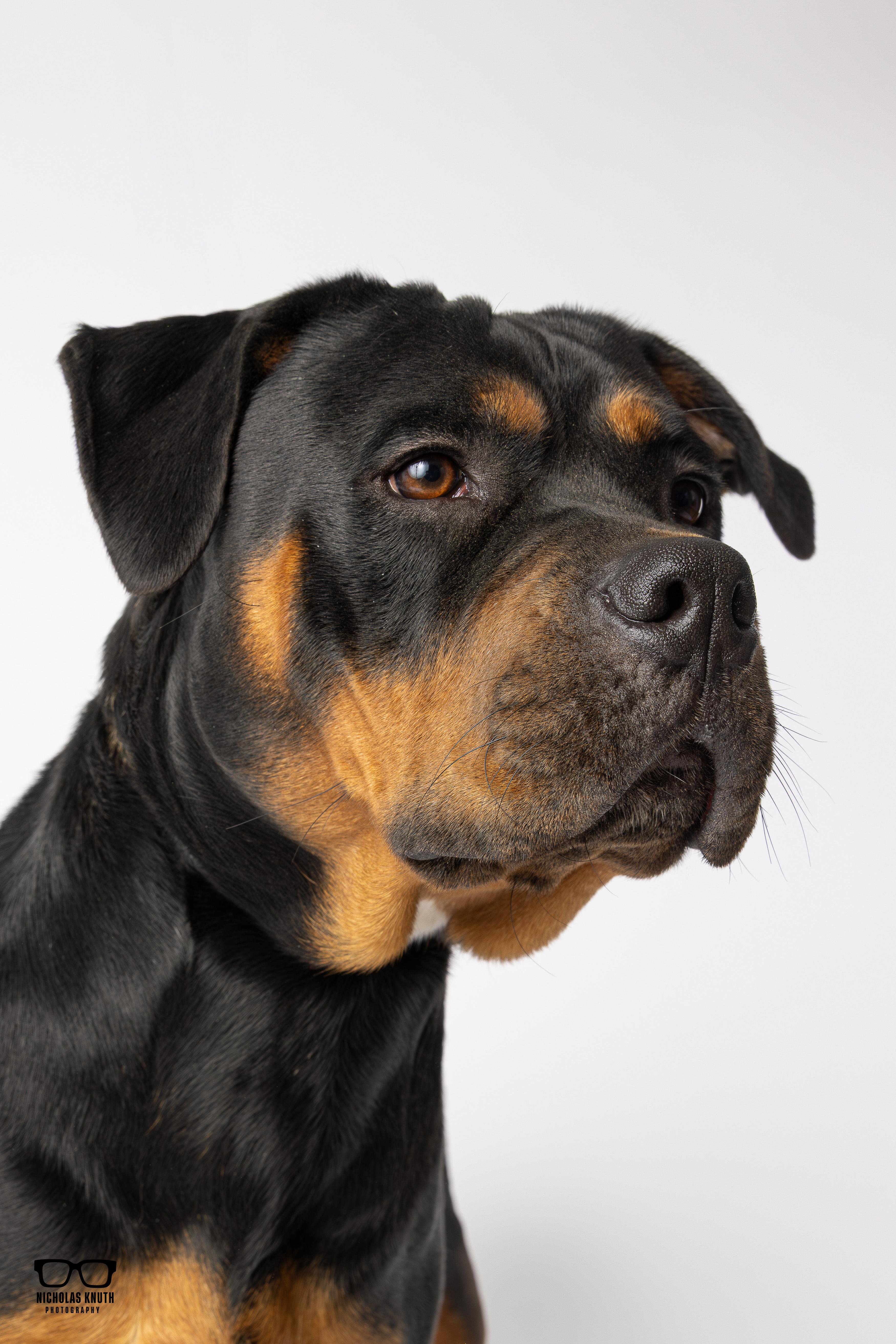 Enlarge Clea, a ADOPTABLE Rottweiler in Palatine, IL image 6/6