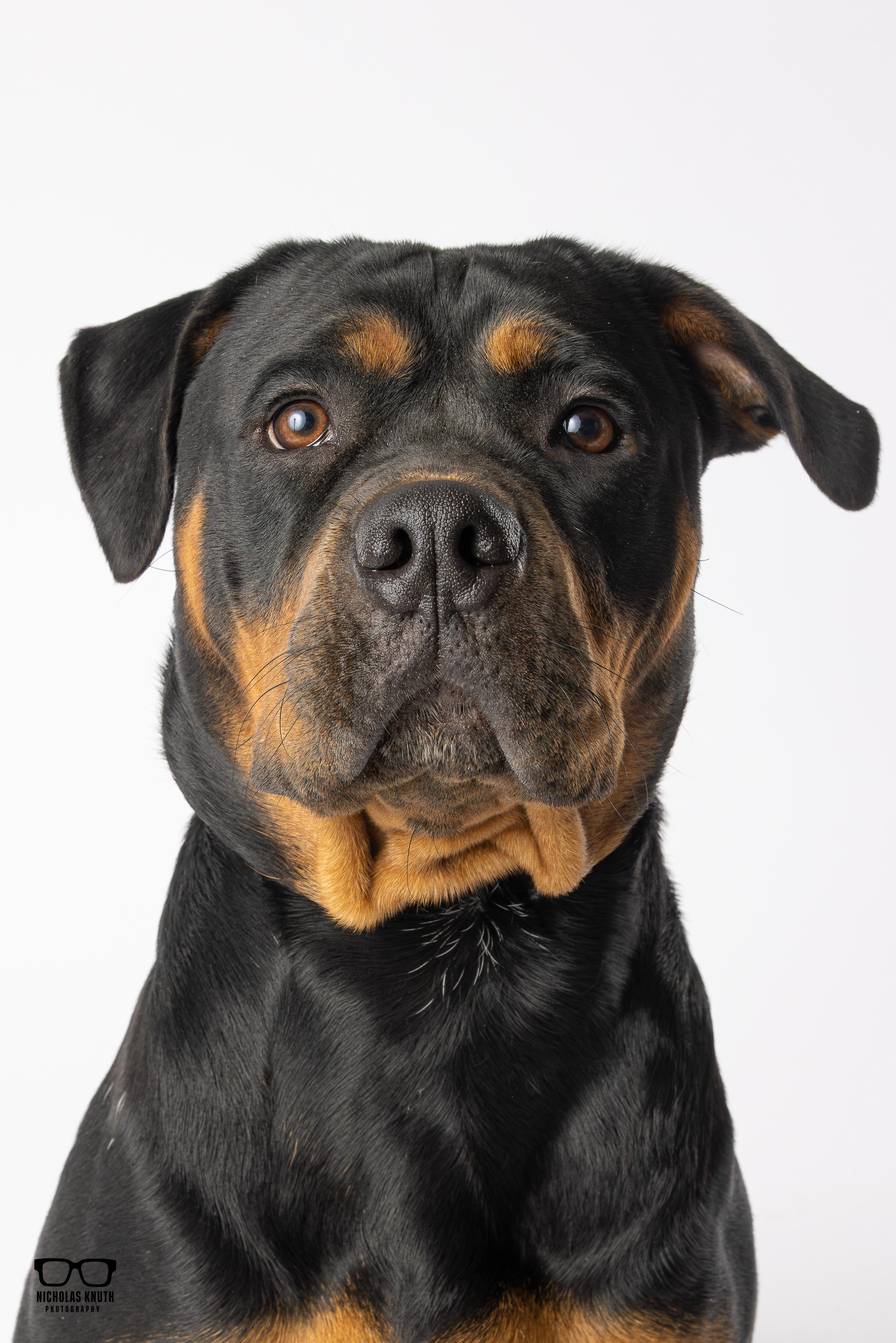 Clea, ADOPTABLE, Adult Female Rottweiler.