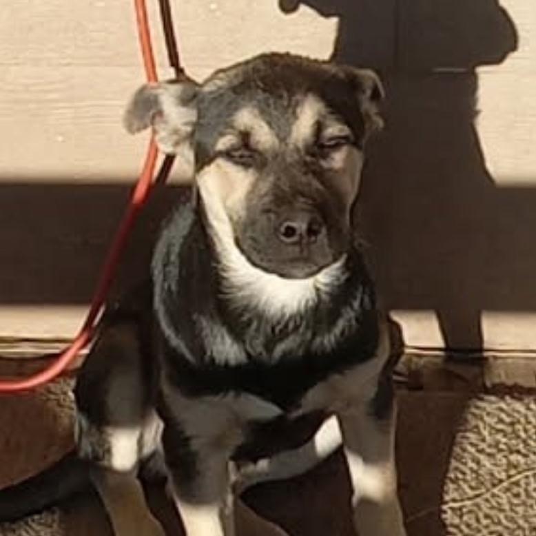 Atlas, Adoptable, Young Male Mixed Breed.