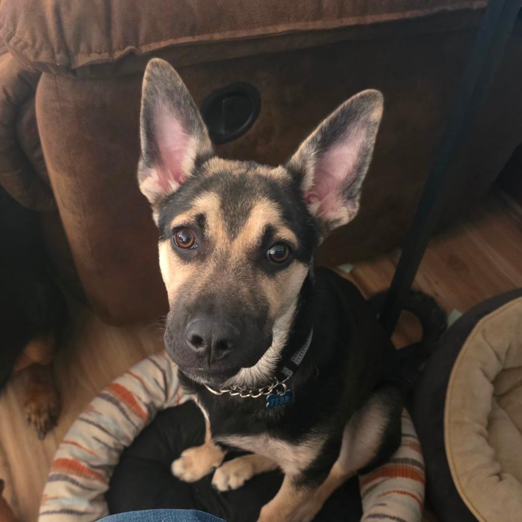 Enlarge Atlas, a Adoptable Mixed Breed in Bismarck, ND image 2/4