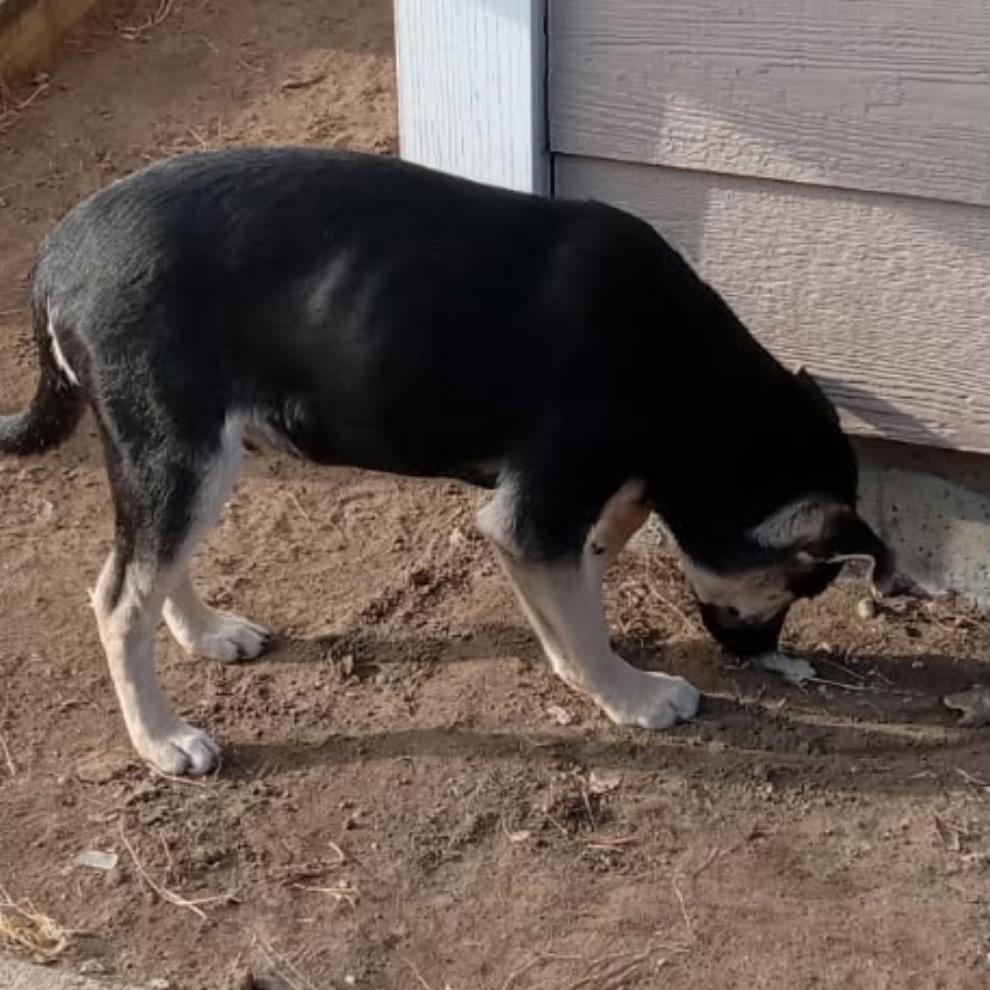 Enlarge Atlas, a Adoptable Mixed Breed in Bismarck, ND image 3/4