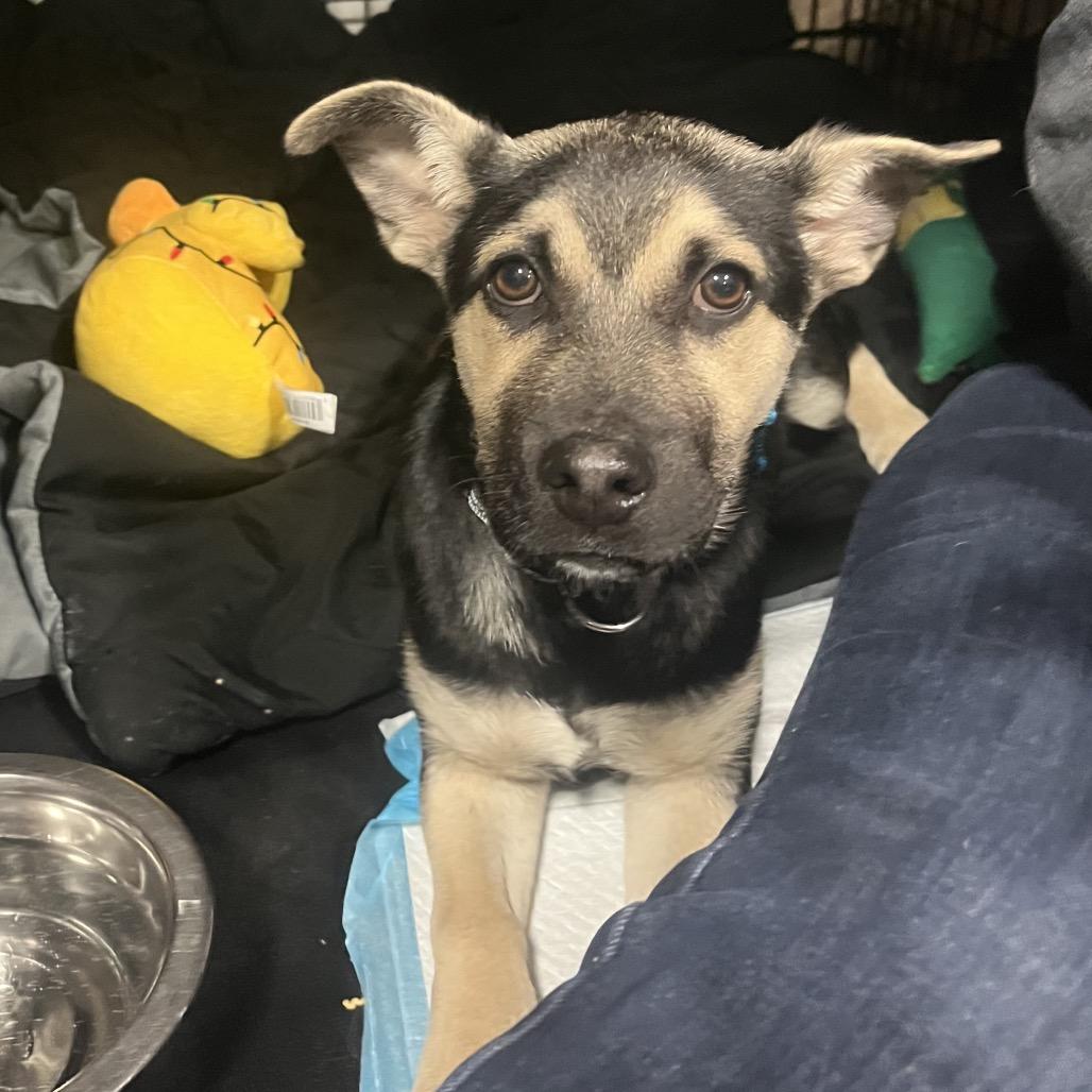 Enlarge Atlas, a Adoptable Mixed Breed in Bismarck, ND image 4/4