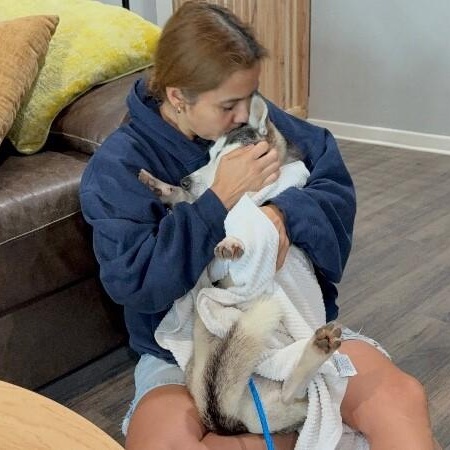 Bean Sprout the 30 lb Adorable Mini Husky — thumbnail 5