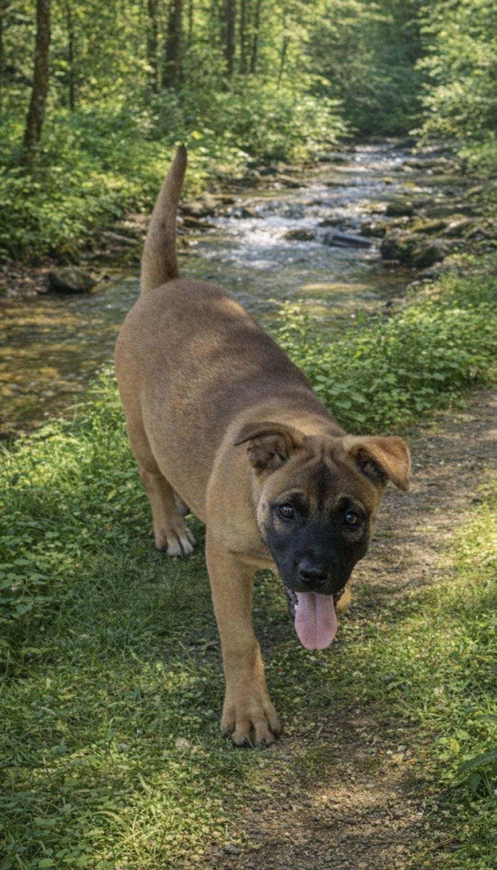 Enlarge Sedona, a Adoptable mixed breed in Orange, CA image 1/3