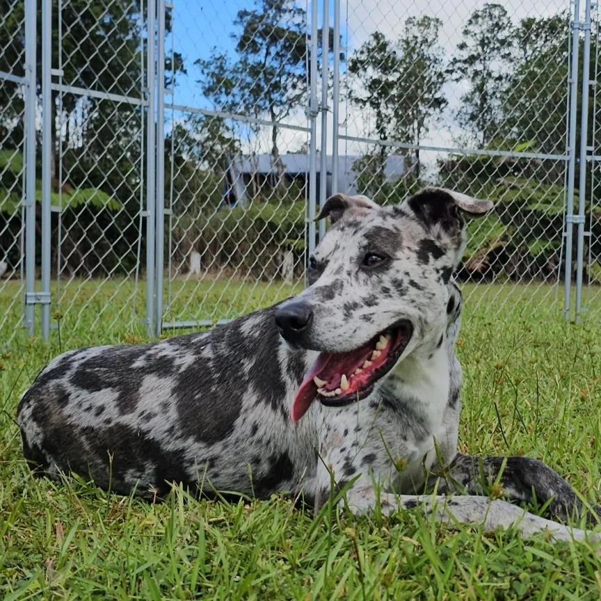 Lilly, Adoptable, Adult Female Mixed Breed.