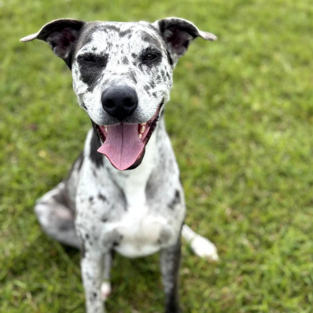 Lilly, a Adoptable Mixed Breed in Volcano, HI image 3/5