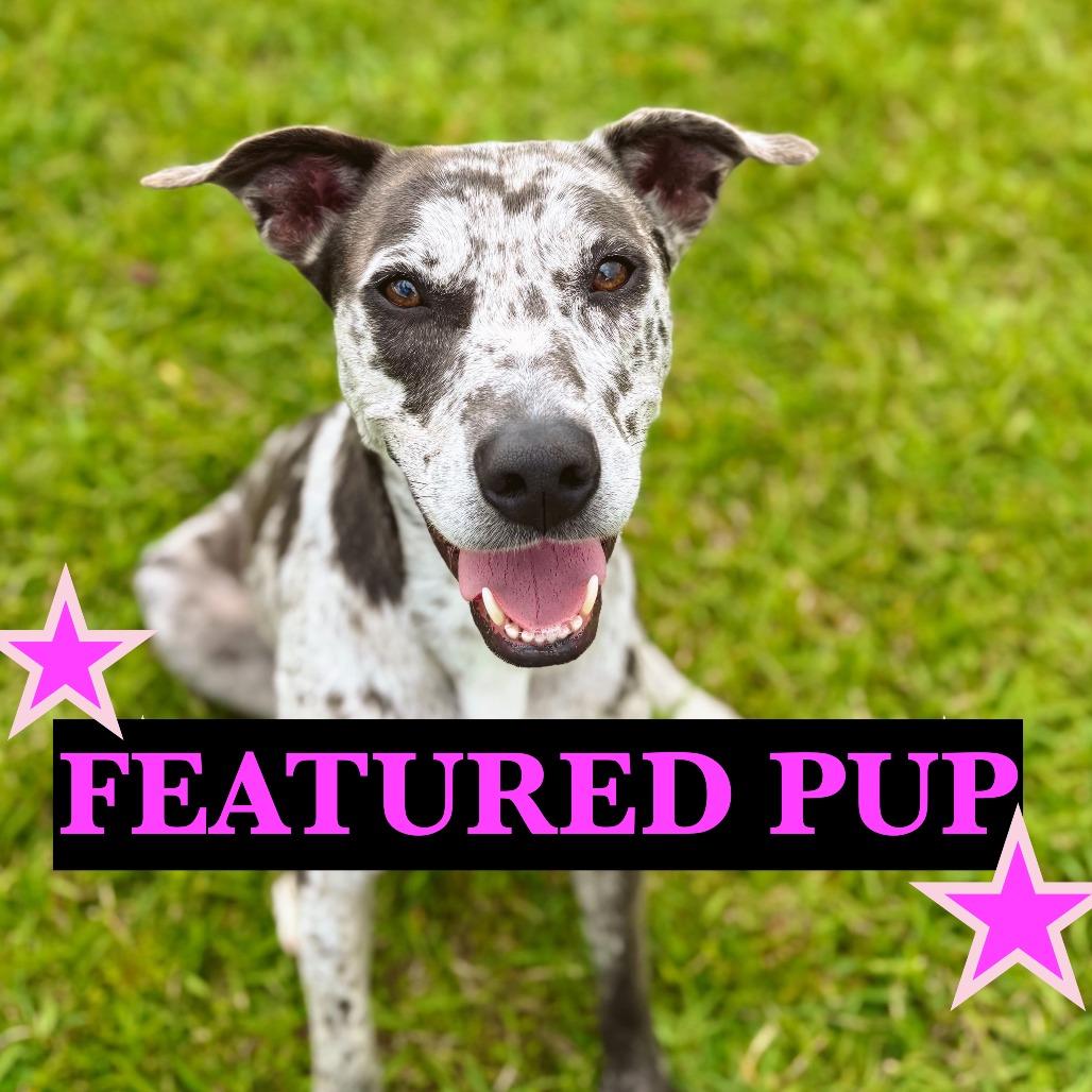 Lilly, Adoptable, Adult Female Mixed Breed.