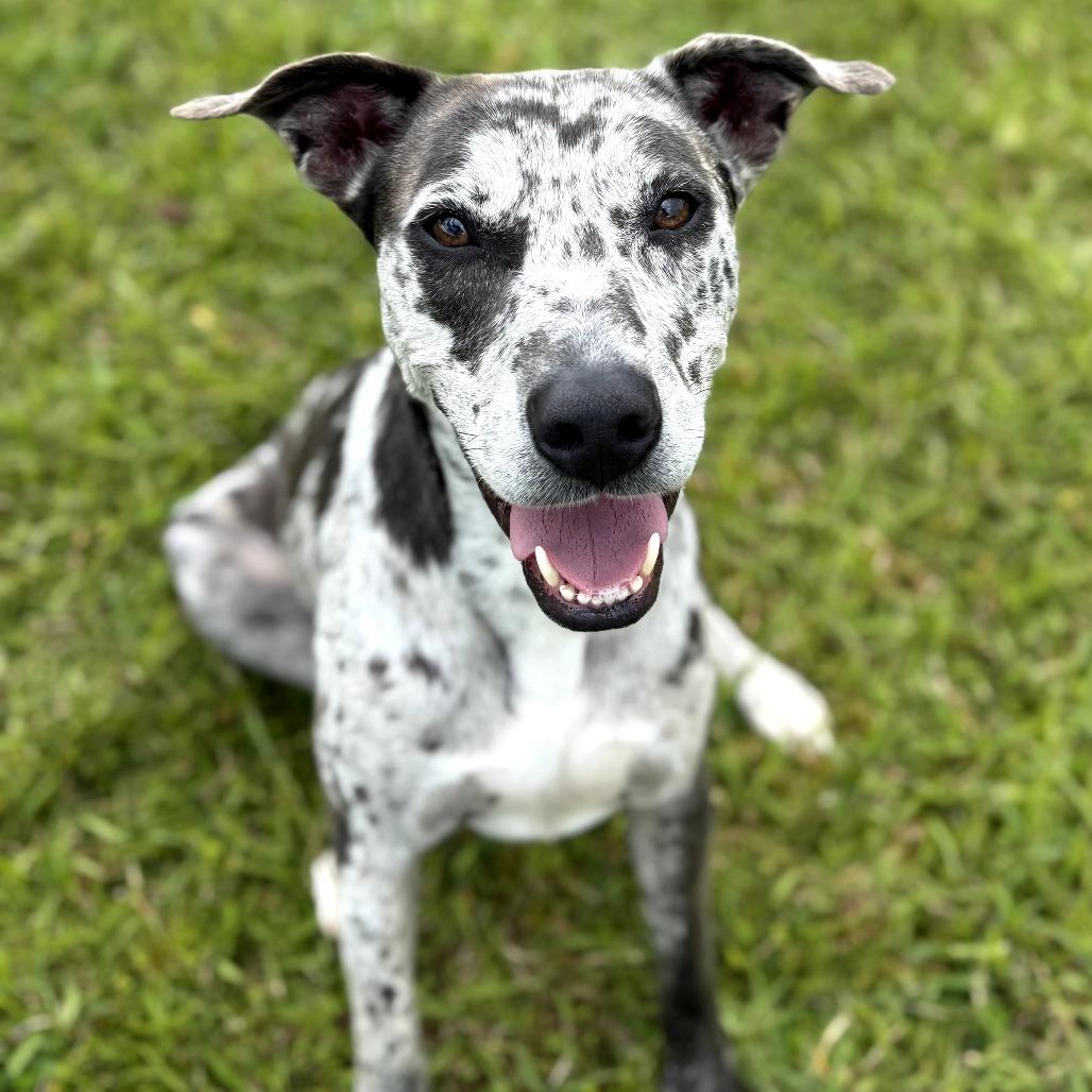Lilly, a Adoptable Mixed Breed in Volcano, HI image 4/5