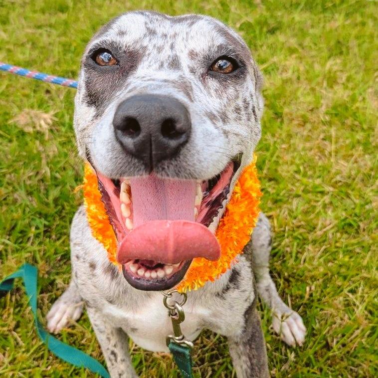 Lilly, a Adoptable Mixed Breed in Volcano, HI image 5/5