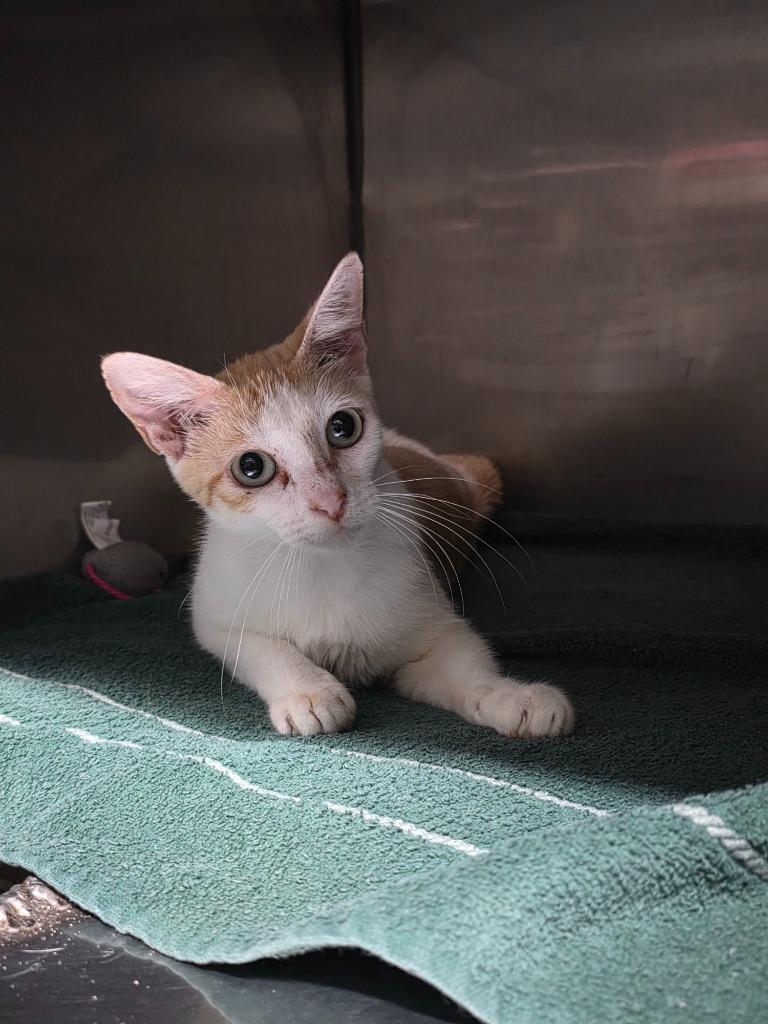 Haleth, a Adoptable mixed breed in Rockport, TX image 1/4