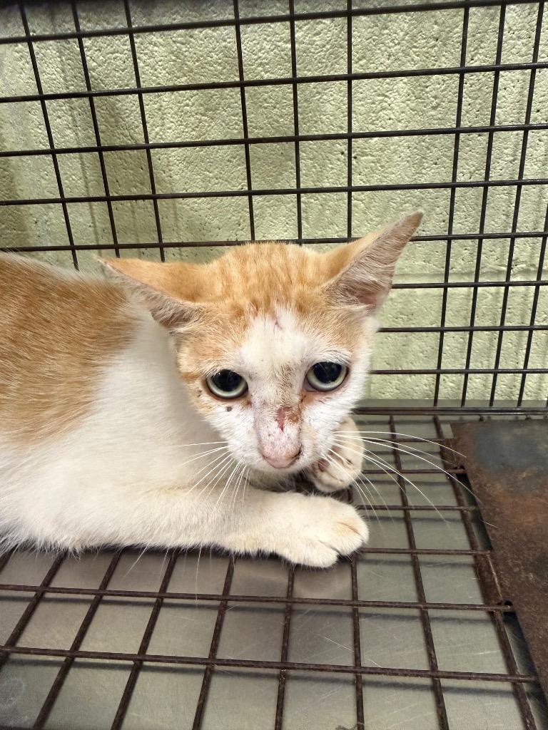 Haleth, Adoptable, Kitten Female Domestic Short Hair.