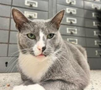 Enlarge Harry, a Adoptable Domestic Short Hair in Lafayette, LA image 1/6