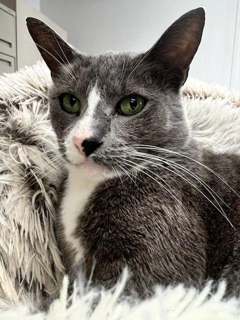 Harry, Adoptable, Adult Male Domestic Short Hair.