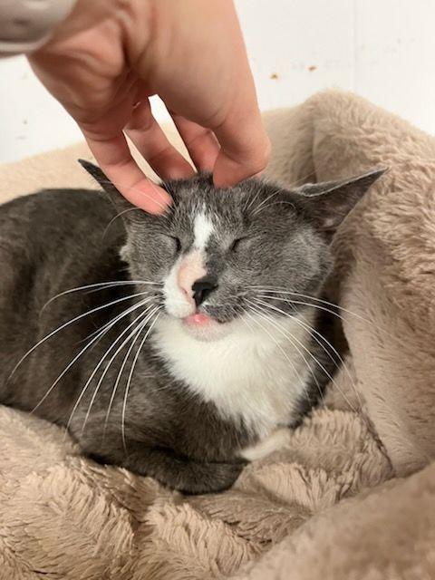 Enlarge Harry, a Adoptable Domestic Short Hair in Lafayette, LA image 5/6