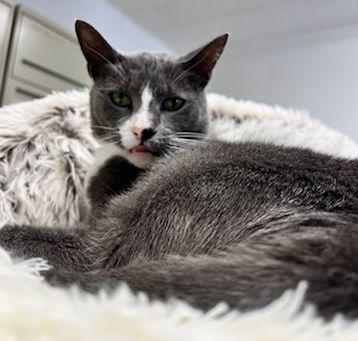 Enlarge Harry, a Adoptable Domestic Short Hair in Lafayette, LA image 6/6