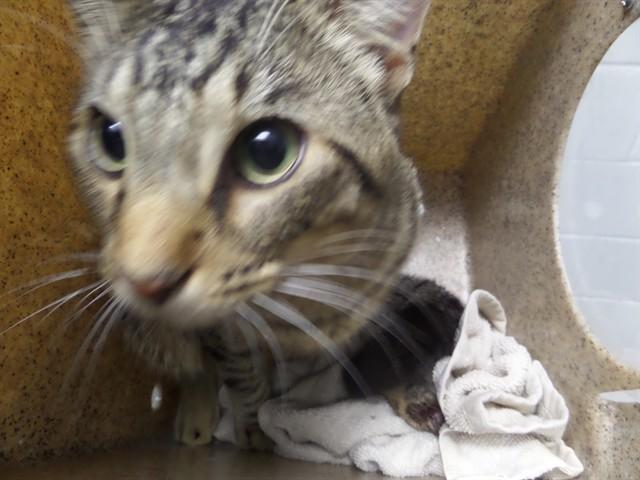 PAUL SHELDON, Adoptable, Young Male Domestic Short Hair.