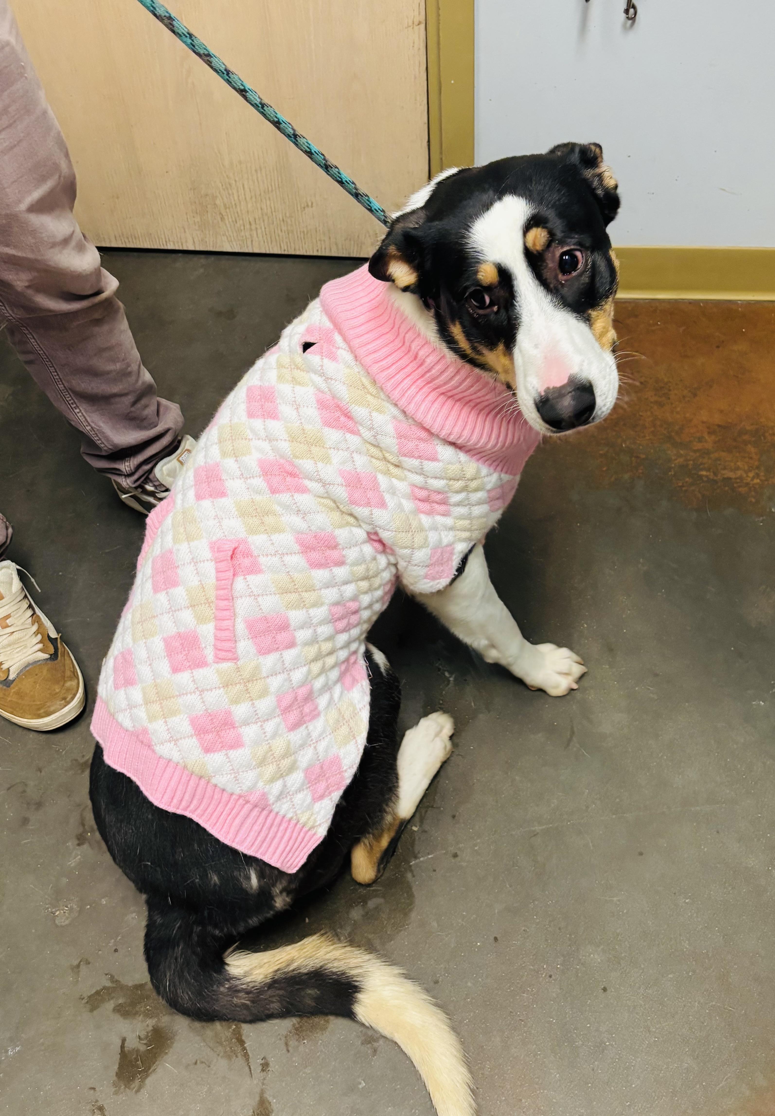 Shawna , ADOPTABLE, Adult Female Collie.
