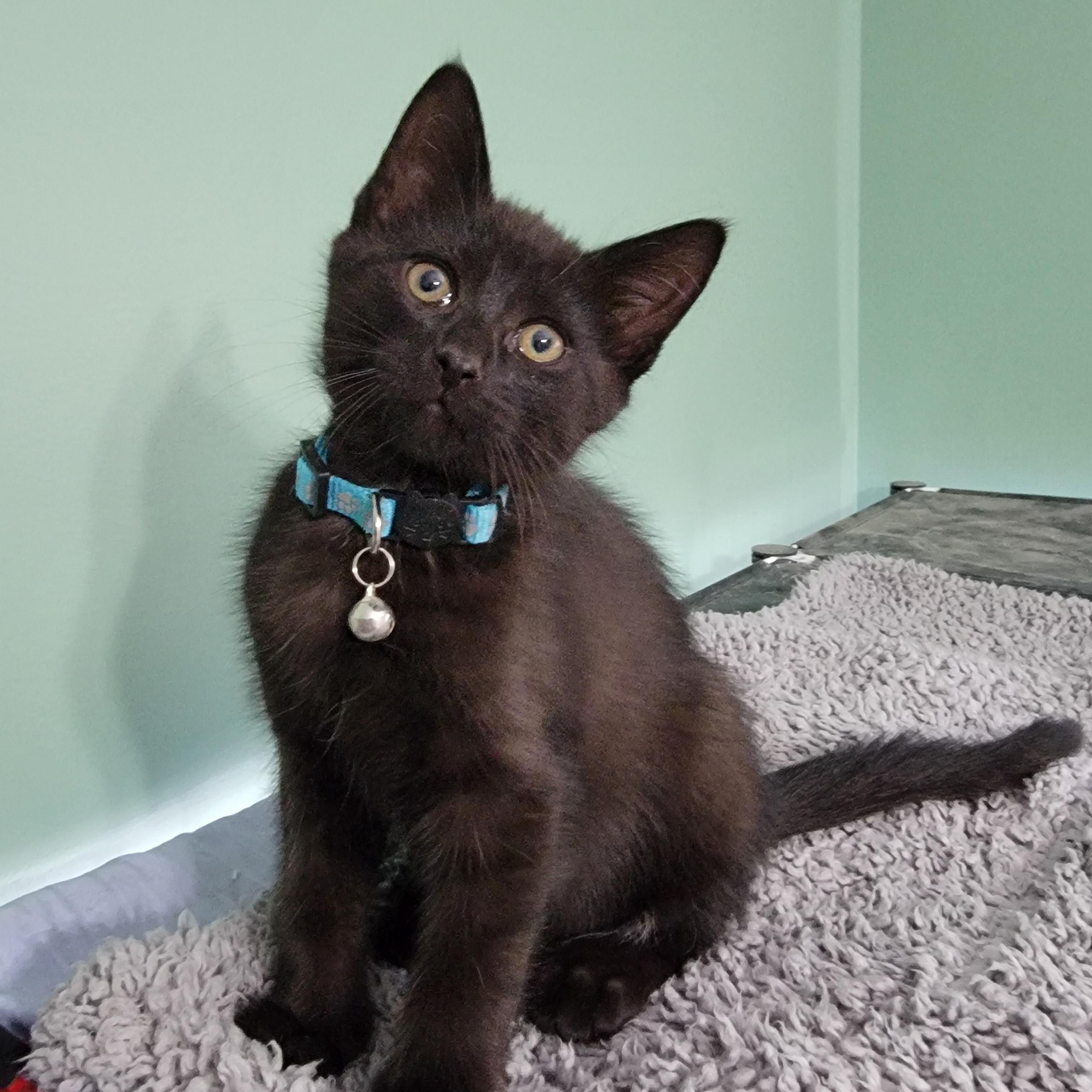 Lurch, Baby Male unknown