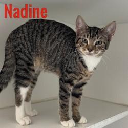 Enlarge Nadine, a Adopted Domestic Short Hair in Pleasantville, NJ image 1/1