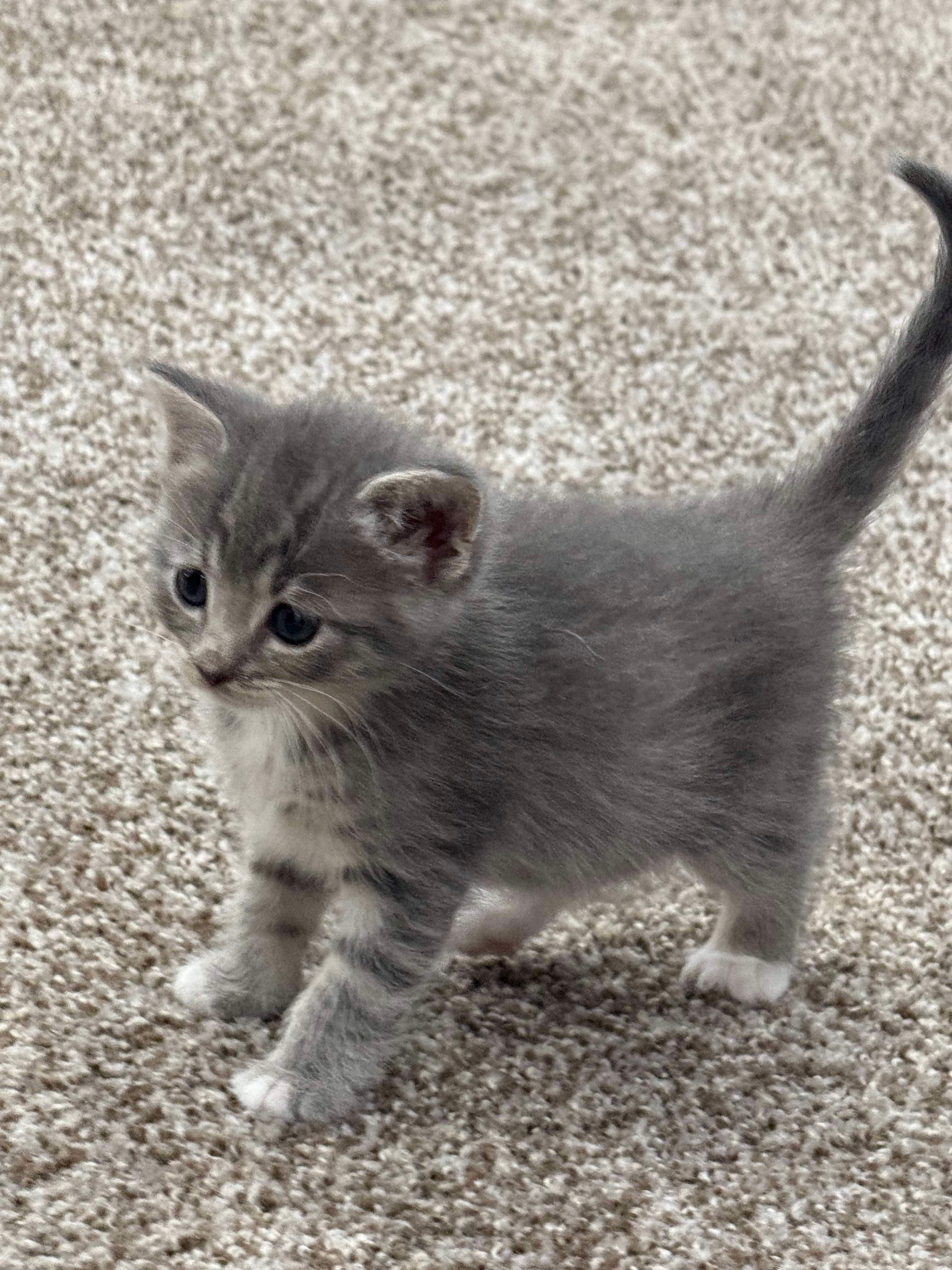 Enlarge Graya, a Adopted Domestic Short Hair in Port Washington, WI image 1/1