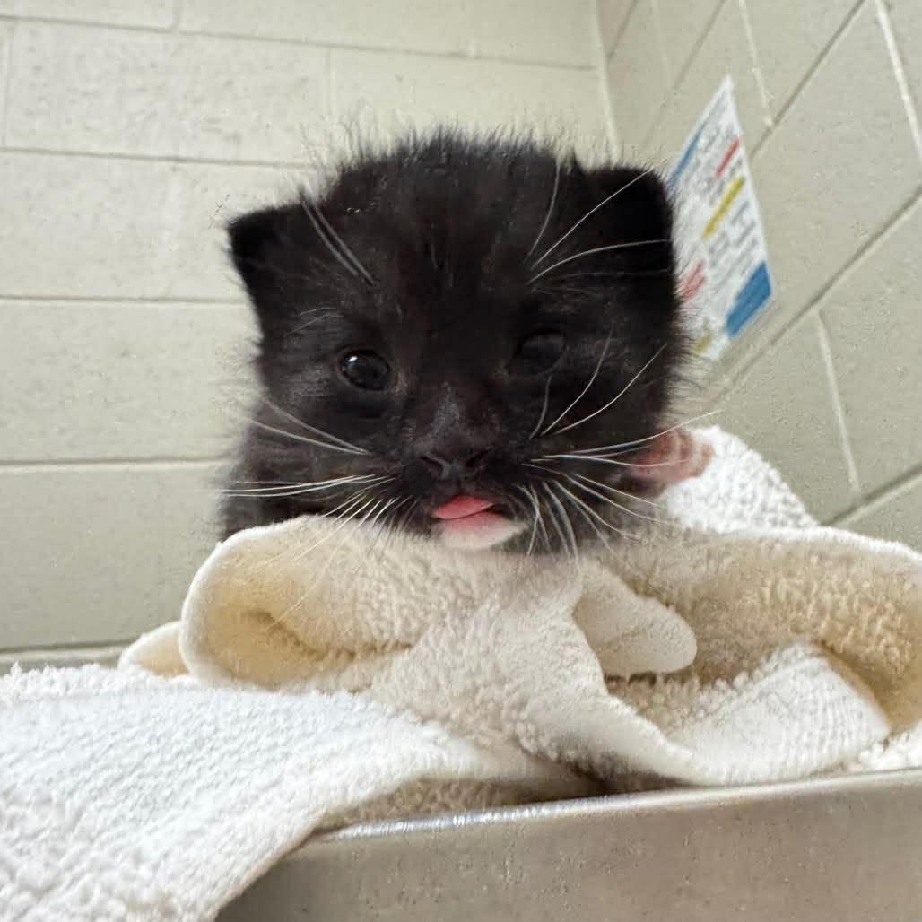 Frito, Adoptable, Kitten Male Domestic Short Hair.