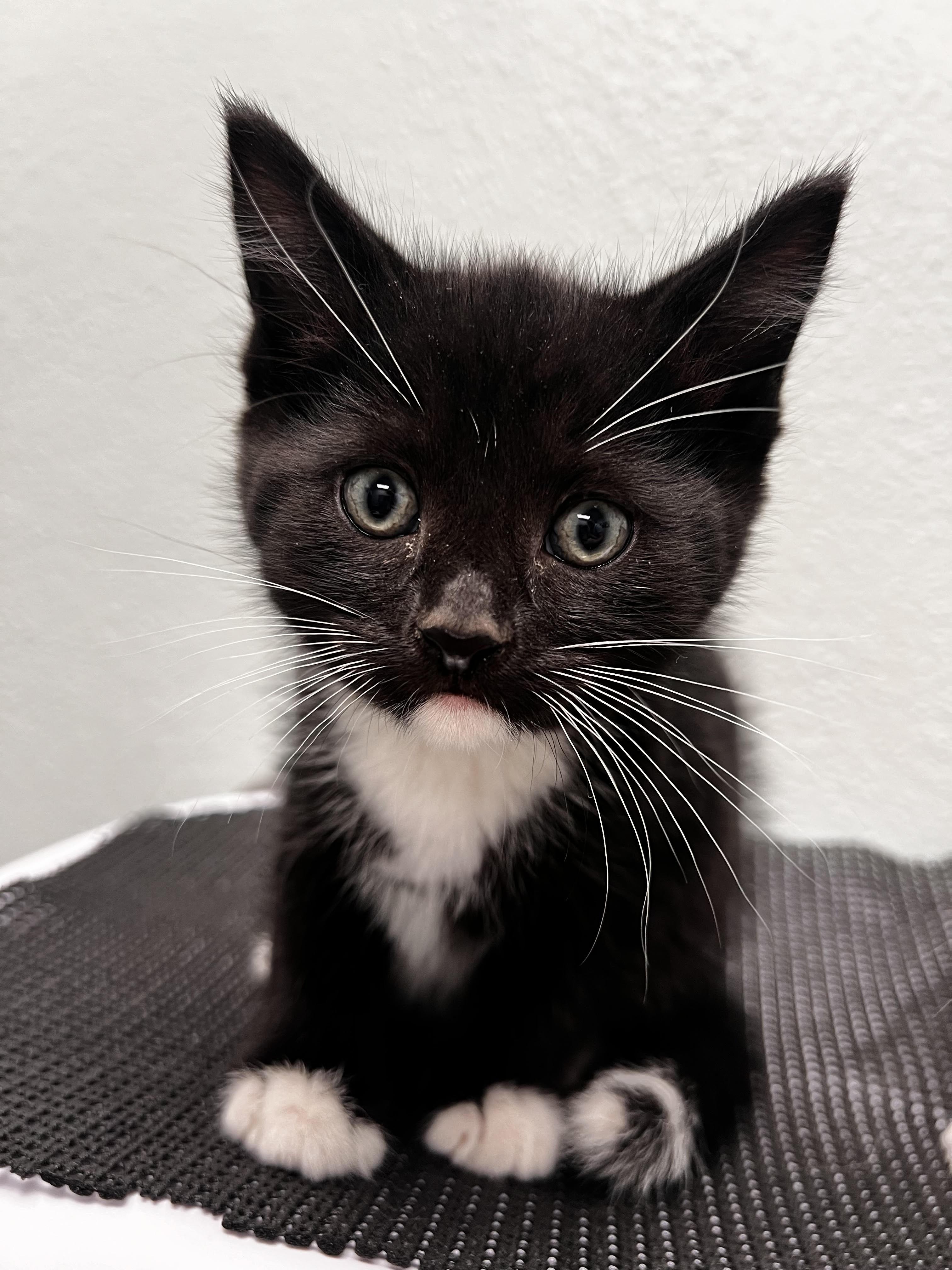 Enlarge Frito, a Adoptable Domestic Short Hair in Racine, WI image 2/2