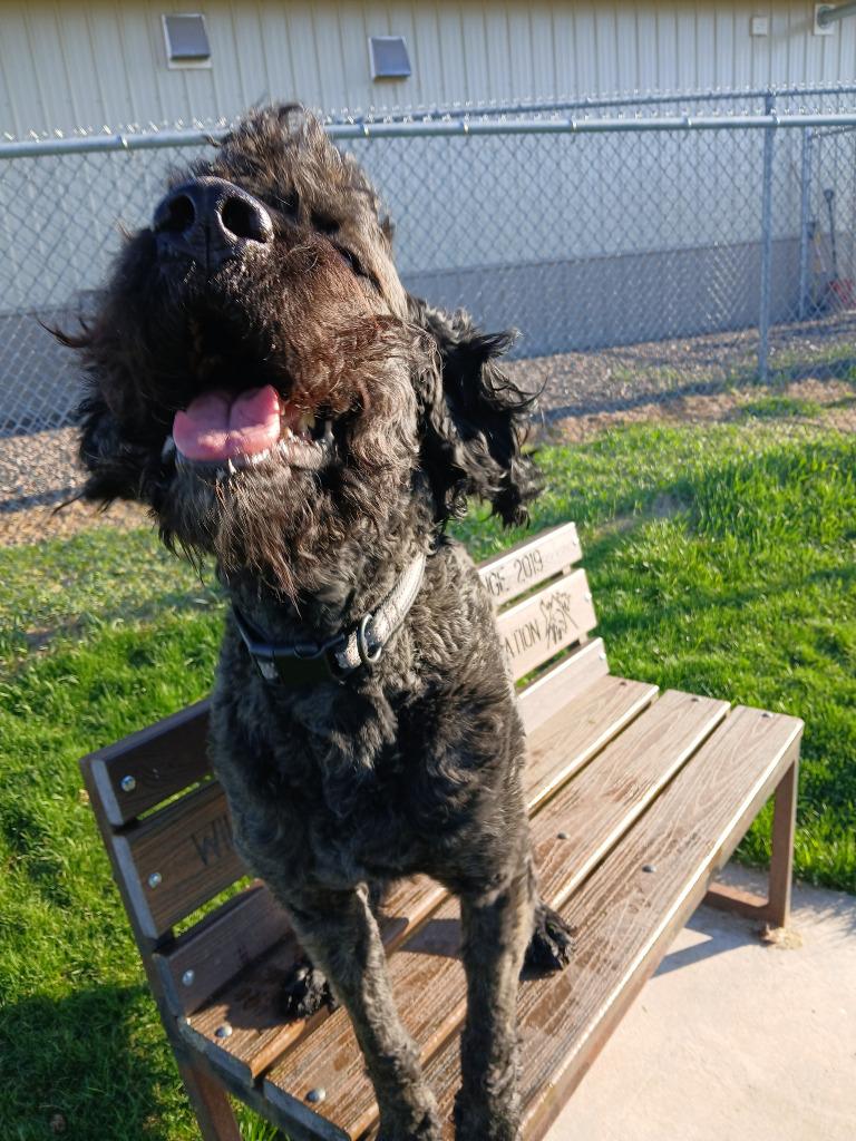 Buford, Adoptable, Adult Male Poodle & Saint Bernard.