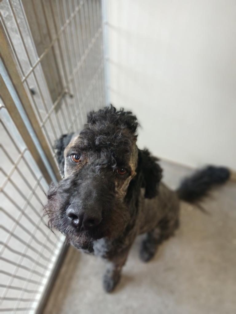 Enlarge Buford, a Adoptable mixed breed in Ladysmith, WI image 2/5
