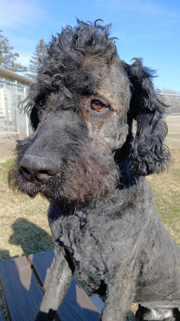 Enlarge Buford, a Adoptable mixed breed in Ladysmith, WI image 4/5