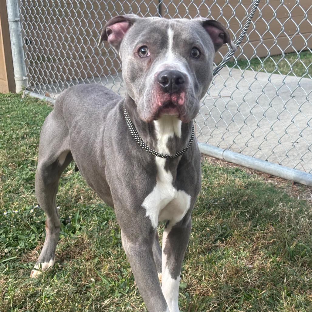 Enlarge Kudo, a Adoptable mixed breed in League City, TX image 1/6