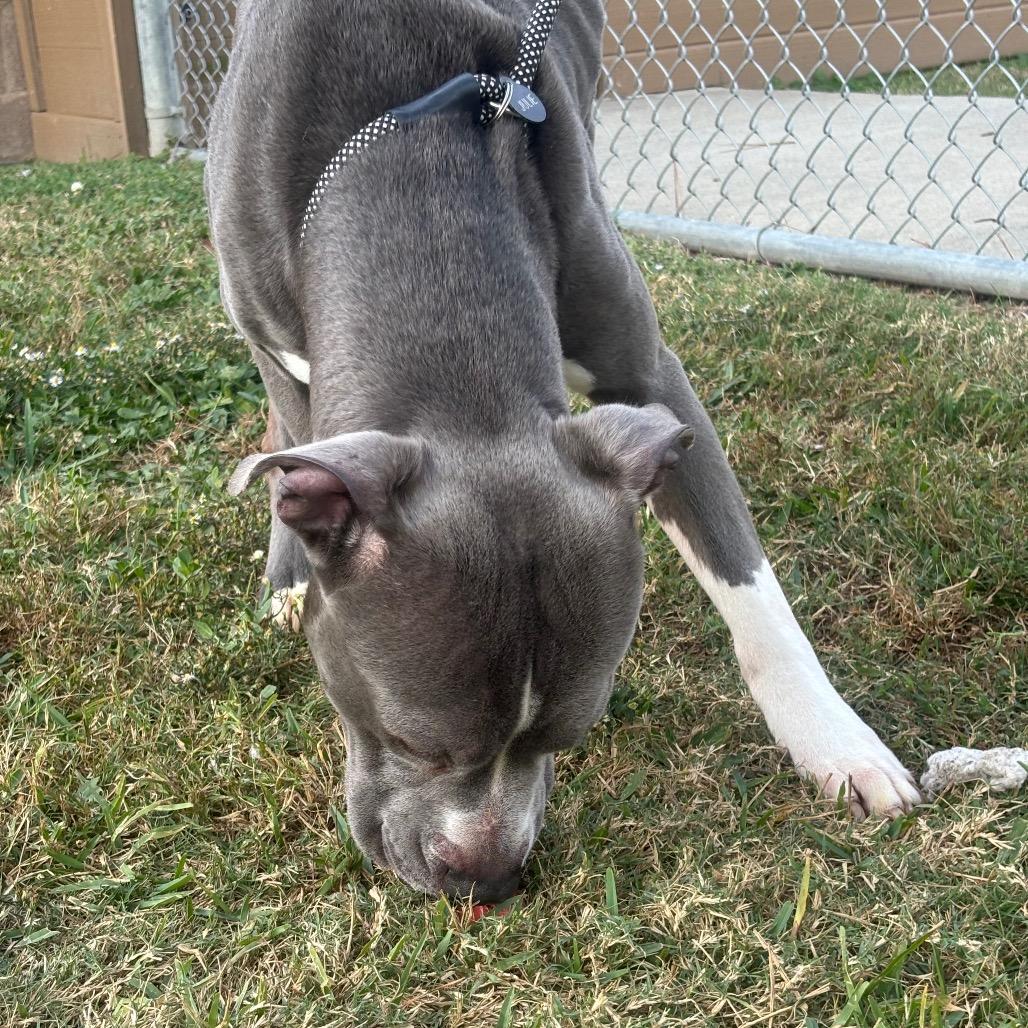 Enlarge Kudo, a Adoptable mixed breed in League City, TX image 2/6