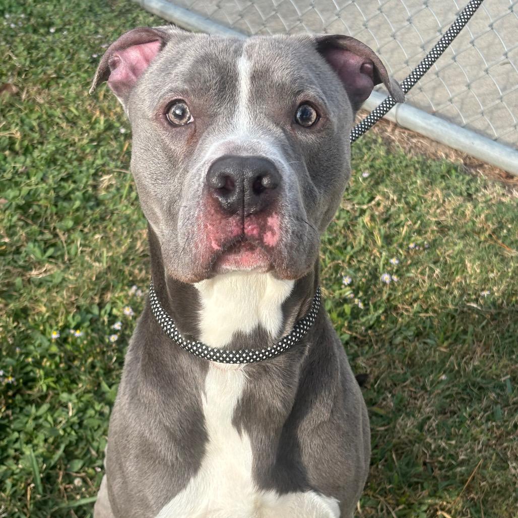 Enlarge Kudo, a Adoptable mixed breed in League City, TX image 3/6