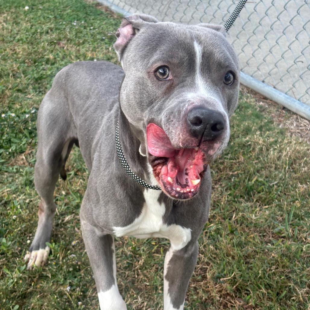 Enlarge Kudo, a Adoptable mixed breed in League City, TX image 6/6