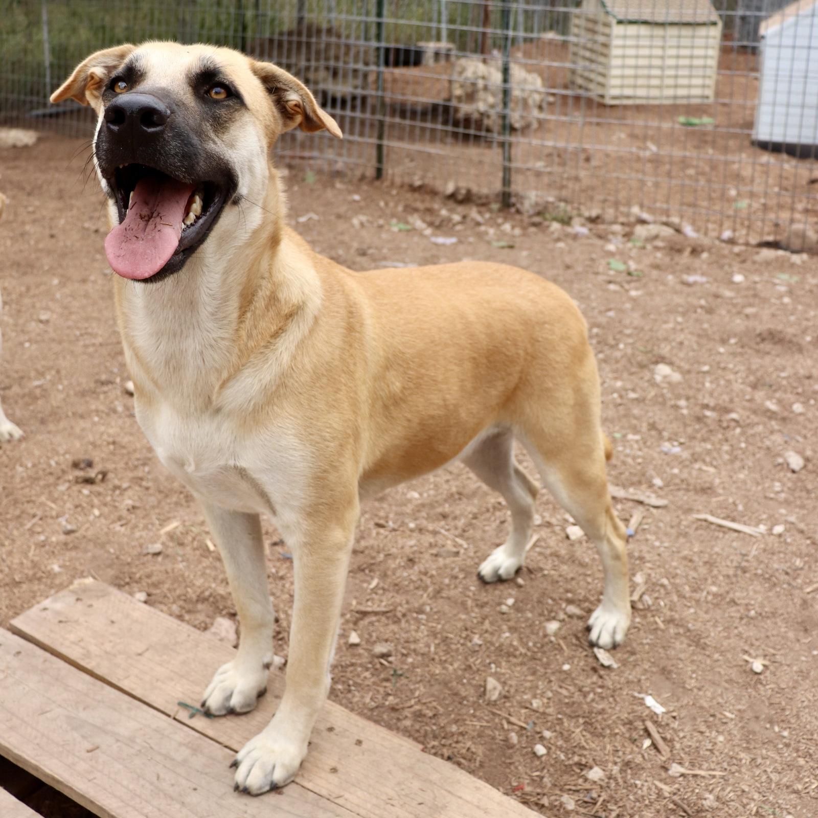 Enlarge Holly Berry, a Adoptable mixed breed in Leakey, TX image 1/6